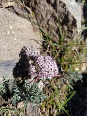 Lomatium canbyi