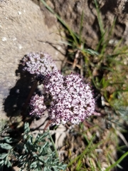 Lomatium canbyi