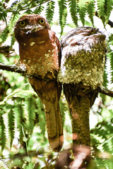 Batrachostomus moniliger