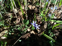 Scilla bifolia