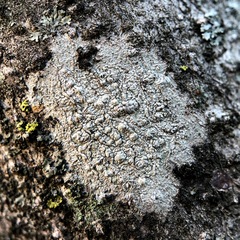 Lecanoromycetes