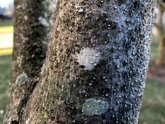 Lecanoromycetes