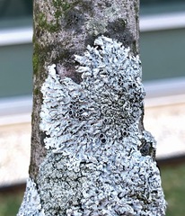 Physcia stellaris