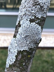 Physcia stellaris
