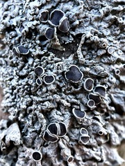 Physcia stellaris