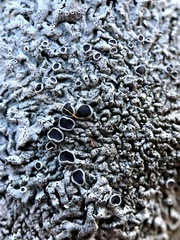 Physcia stellaris