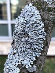 Physcia stellaris