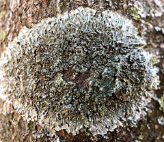 Hyperphyscia syncolla