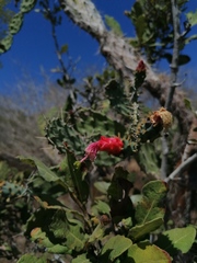 Opuntia karwinskiana