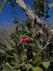 Opuntia karwinskiana