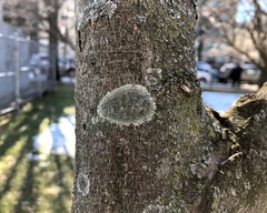 Hyperphyscia syncolla