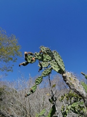 Opuntia karwinskiana