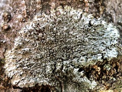 Hyperphyscia syncolla