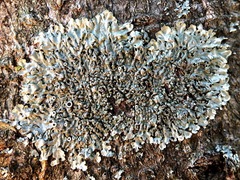 Hyperphyscia syncolla