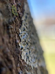 Hyperphyscia syncolla