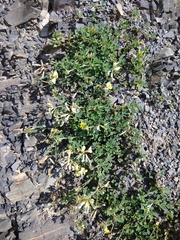 Medicago glomerata