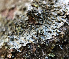 Hyperphyscia syncolla