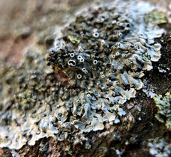 Hyperphyscia syncolla