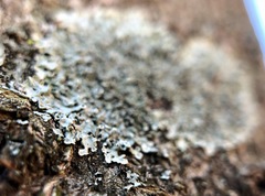 Hyperphyscia syncolla