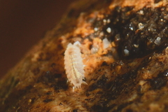 Trichoniscus pygmaeus