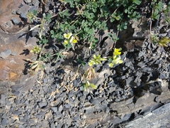 Medicago glomerata