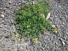 Medicago glomerata