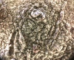 Lecanoromycetes