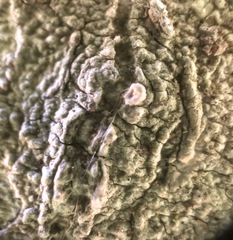 Lecanoromycetes