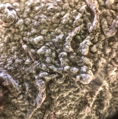 Lecanoromycetes