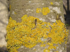 Episyrphus balteatus