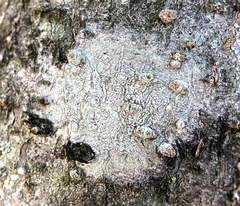 Lecanoromycetes