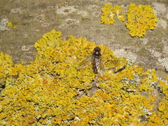 Episyrphus balteatus