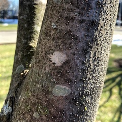 Lecanoromycetes