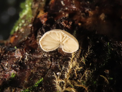 Crepidotus cesatii