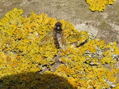 Episyrphus balteatus