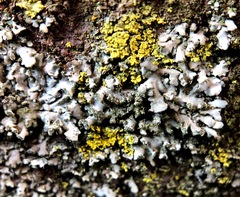 Physciella chloantha