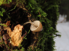 Mycena abramsii
