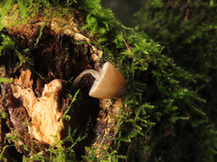 Mycena abramsii