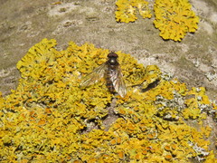 Episyrphus balteatus