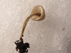 Mycena abramsii