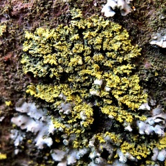 Candelaria concolor