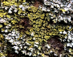 Candelaria concolor