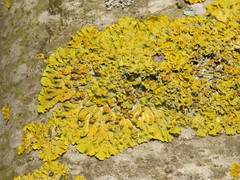 Xanthoria parietina