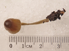 Mycena abramsii