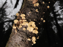 Crepidotus cesatii