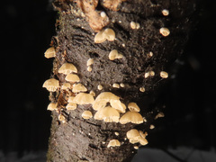 Crepidotus cesatii