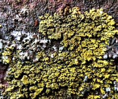 Candelaria concolor