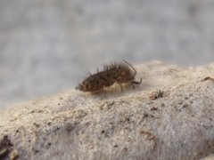 Orchesella villosa