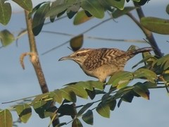 Campylorhynchus