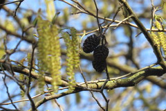 Alnus glutinosa